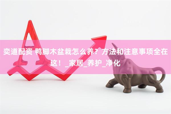 奕道配资 鸭脚木盆栽怎么养？方法和注意事项全在这！_家居_养护_净化